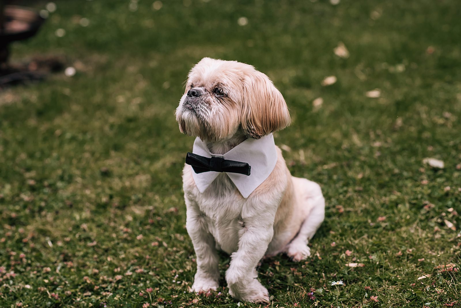 dog in shirt and bowtie during wedding at the bothy glasgow for west end wedding