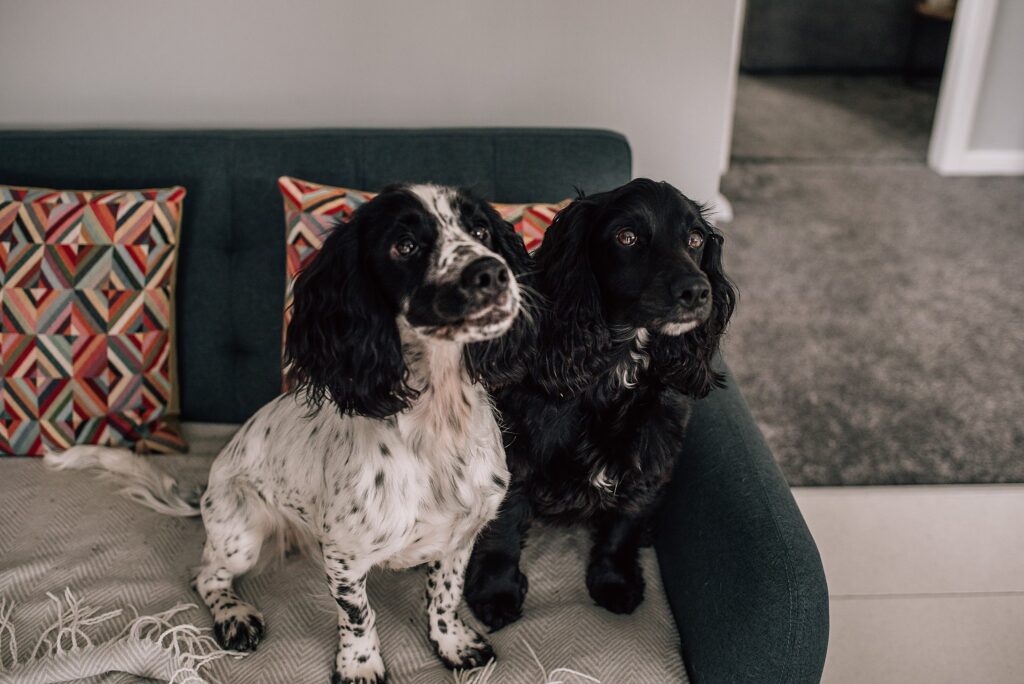 cute spaniels on a sofa