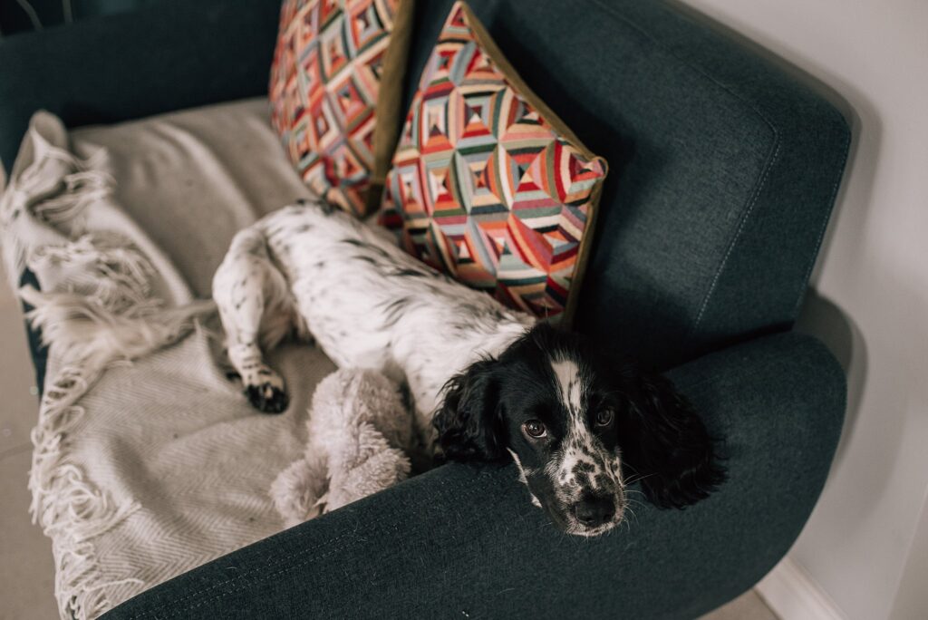 dog lying on sofa on blanket